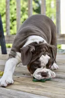 Darla, a female English Bulldog and Olde English Bulldogge for sale in Grove, OK – 9 of 10