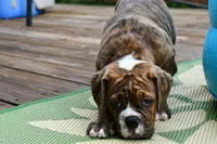 Red, a male Olde English Bulldogge for sale in Grove, OK – 8 of 10