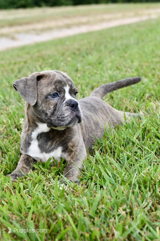 Lexi – English Bulldog, Olde English Bulldogge puppy for sale in Grove, OK