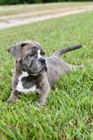 Lexi, a female English Bulldog and Olde English Bulldogge for sale in Grove, OK – 3 of 10