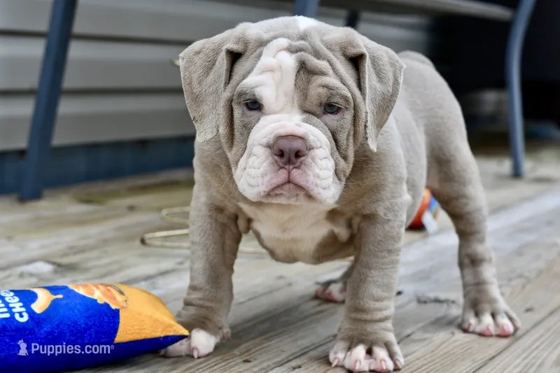 Clyde – English Bulldog, Olde English Bulldogge puppy for sale in Grove, OK