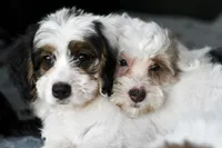 Hazel, a female Miniature Bernedoodle for sale in Grove, OK – 9 of 9