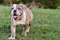 Henry, a male English Bulldog and Olde English Bulldogge for sale in Grove, OK – 9 of 10