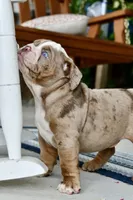 Rascal , a male English Bulldog and Olde English Bulldogge for sale in Grove, OK – 6 of 10