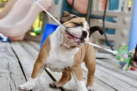 Petunia , a female English Bulldog and Olde English Bulldogge for sale in Grove, OK – 5 of 10