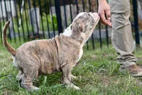 Henry, a male English Bulldog and Olde English Bulldogge for sale in Grove, OK – 6 of 10