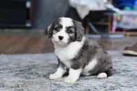 Molly, a female Miniature Bernedoodle for sale in Grove, OK – Photo 7 of 7