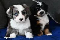 Molly, a female Miniature Bernedoodle for sale in Grove, OK – Photo 3 of 7