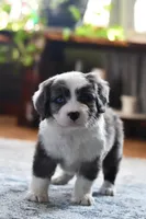 Molly, a female Miniature Bernedoodle for sale in Grove, OK – Photo 4 of 7