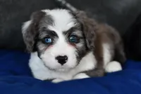 Molly, a female Miniature Bernedoodle for sale in Grove, OK – Photo 1 of 7