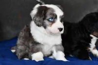 Molly, a female Miniature Bernedoodle for sale in Grove, OK – Photo 2 of 7