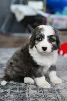 Molly, a female Miniature Bernedoodle for sale in Grove, OK – Photo 5 of 7