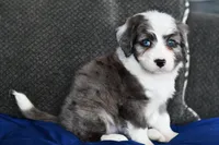 Molly, a female Miniature Bernedoodle for sale in Grove, OK – Photo 6 of 7