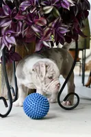 Louie, a male English Bulldog and Olde English Bulldogge for sale in Grove, OK – 5 of 10