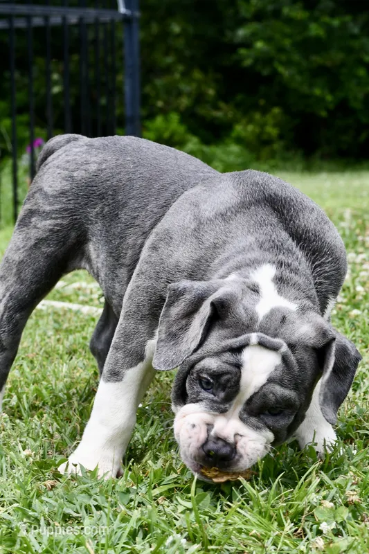 Hazel (blue and white) – English Bulldog, Olde English Bulldogge puppy for sale in Grove, OK