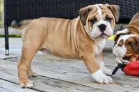 Petunia , a female English Bulldog and Olde English Bulldogge for sale in Grove, OK – 6 of 10
