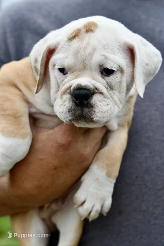 Winston – Olde English Bulldogge puppy for sale in Grove, OK
