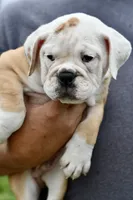 Winston, a male Olde English Bulldogge for sale in Grove, OK – 1 of 9