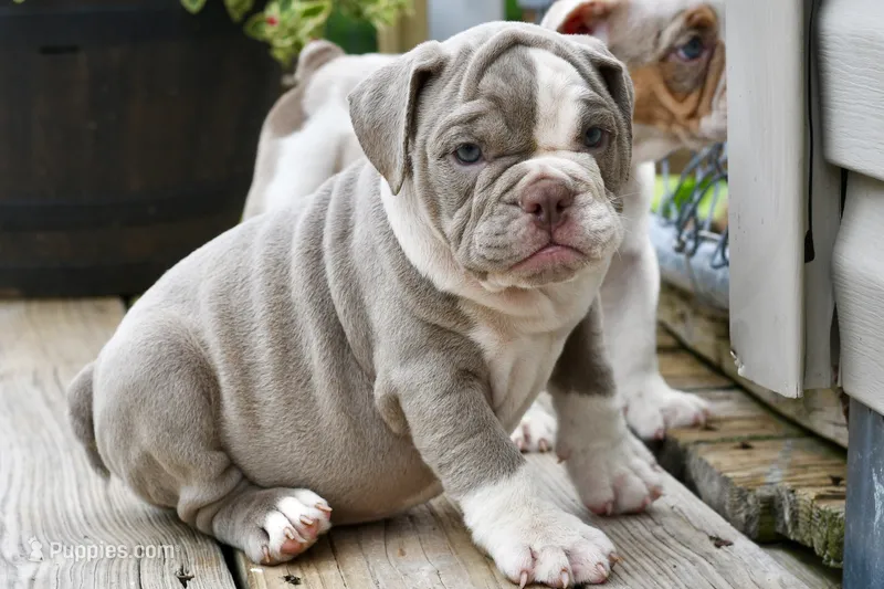 Pepper – English Bulldog, Olde English Bulldogge puppy for sale in Grove, OK