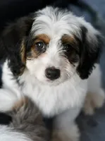 Hazel, a female Miniature Bernedoodle for sale in Grove, OK – 2 of 9