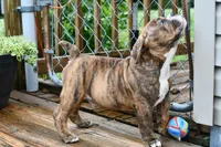 Red, a male Olde English Bulldogge for sale in Grove, OK – 5 of 10