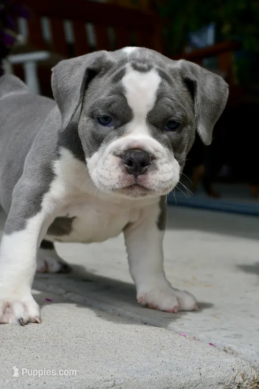 Hazel – English Bulldog, Olde English Bulldogge puppy for sale in Grove, OK
