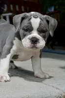 Hazel, a female English Bulldog and Olde English Bulldogge for sale in Grove, OK – 2 of 10