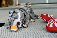 Hoss, a male English Bulldog and Olde English Bulldogge for sale in Grove, OK – 8 of 10