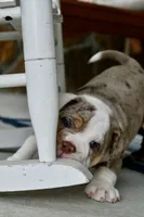 Stuffy, a male English Bulldog and Olde English Bulldogge for sale in Grove, OK – 7 of 10