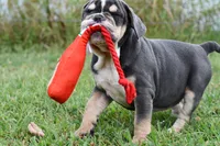 Darla, a female English Bulldog and Olde English Bulldogge for sale in Grove, OK – 8 of 10