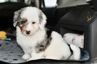 Winston, a male Miniature Bernedoodle for sale in Grove, OK – 2 of 9