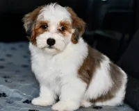 Mabel, a female Miniature Bernedoodle for sale in Grove, OK – 2 of 10