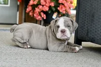 Clyde, a male English Bulldog and Olde English Bulldogge for sale in Grove, OK – 9 of 10