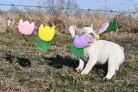 Bubba, a male French Bulldog for sale in Grove, OK – Photo 5 of 5