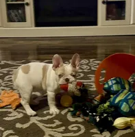 Bubba, a male French Bulldog for sale in Grove, OK – Photo 3 of 10