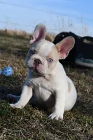 Bubba, a male French Bulldog for sale in Grove, OK – Photo 3 of 5