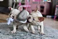 Bubba, a male French Bulldog for sale in Grove, OK – Photo 9 of 10