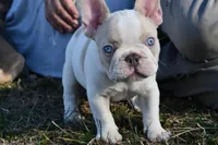Bubba, a male French Bulldog for sale in Grove, OK – Photo 2 of 5