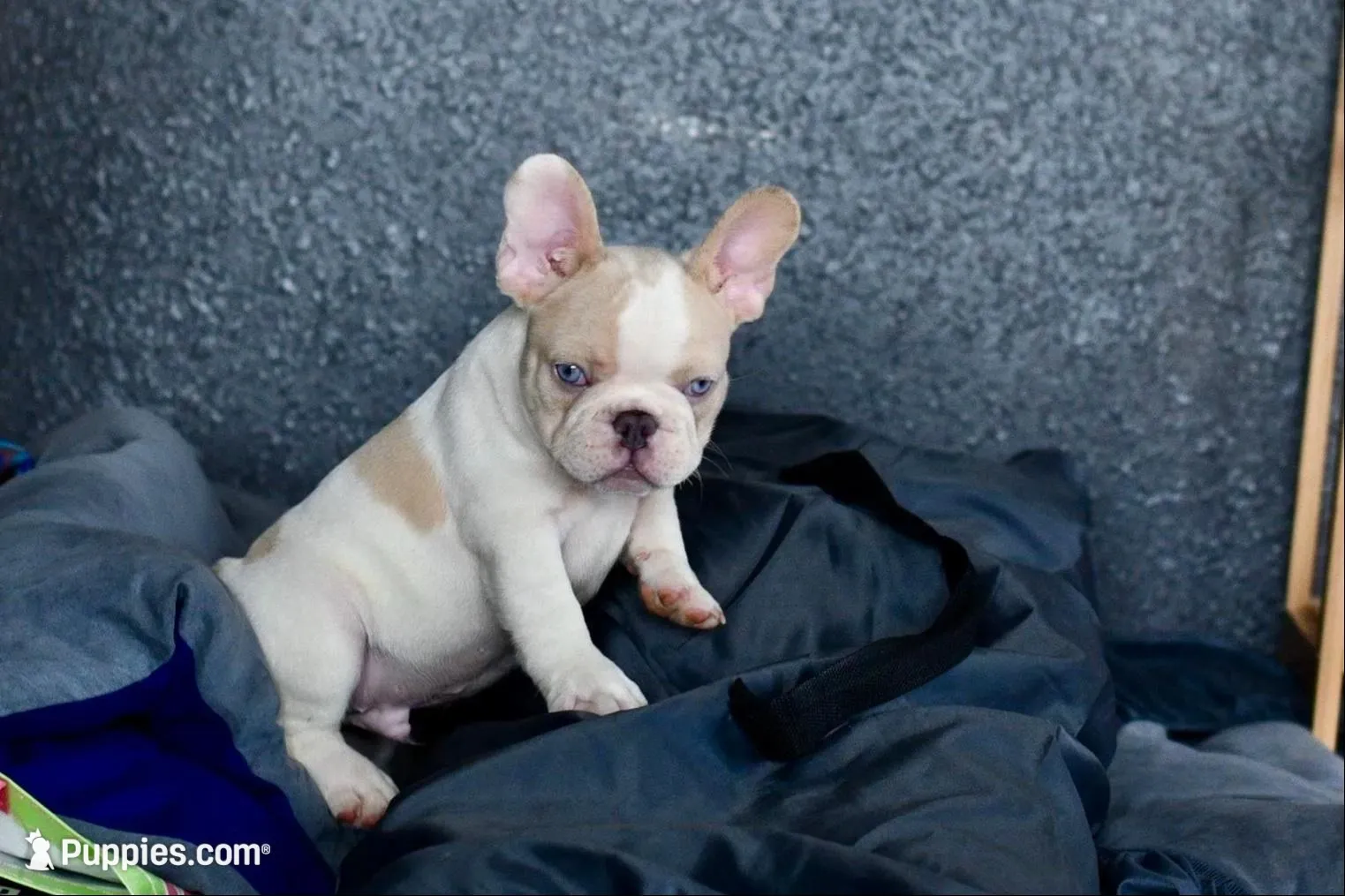 Bubba, a male French Bulldog for sale in Grove, OK – Photo 7 of 10