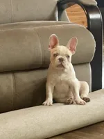 Bubba, a male French Bulldog for sale in Grove, OK – Photo 2 of 10