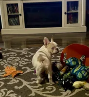 Bubba, a male French Bulldog for sale in Grove, OK – Photo 4 of 10