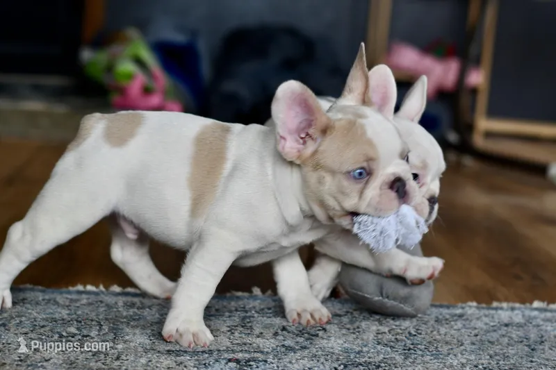 Bubba – French Bulldog puppy for sale in Grove, OK
