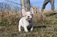 Bubba, a male French Bulldog for sale in Grove, OK – Photo 4 of 5