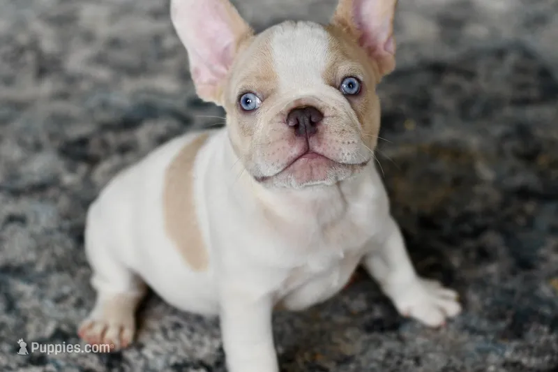Bubba – French Bulldog puppy for sale in Grove, OK