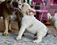 Bubba, a male French Bulldog for sale in Grove, OK – Photo 8 of 10