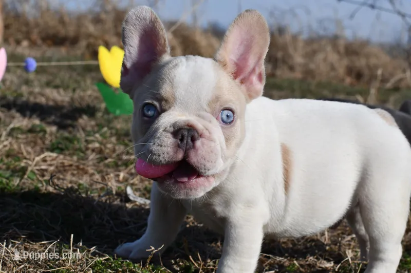 Bubba, a male French Bulldog for sale in Grove, OK – Photo 1 of 5