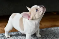 Bubba, a male French Bulldog for sale in Grove, OK – Photo 6 of 10