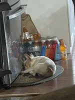 Bubba, a male French Bulldog for sale in Grove, OK – Photo 10 of 10