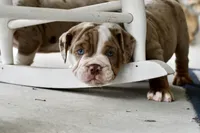 Rascal , a male English Bulldog and Olde English Bulldogge for sale in Grove, OK – 4 of 10