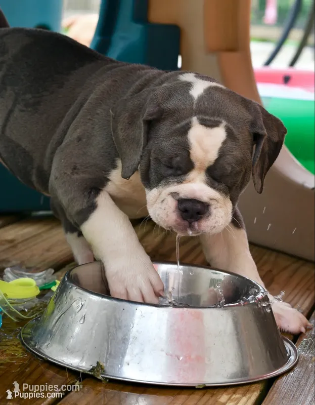 Hazel (blue and white) – English Bulldog, Olde English Bulldogge puppy for sale in Grove, OK